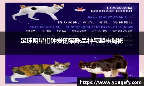 足球明星们钟爱的猫咪品种与趣事揭秘